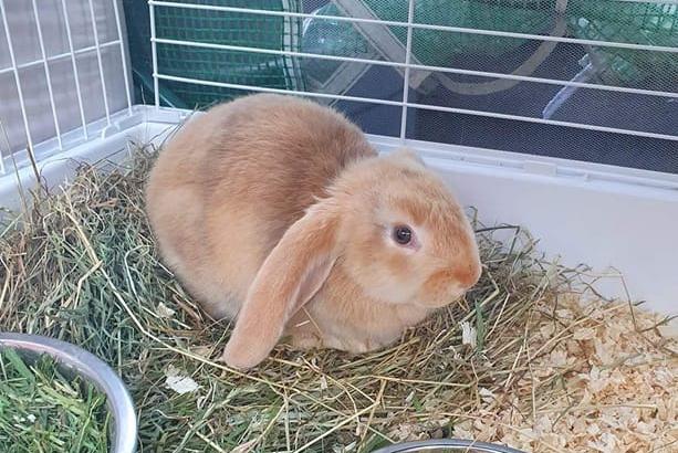 Claire Lou Milner said: "My birthday bunny sapphire she's just turned two. She was a surprise present from my husband."