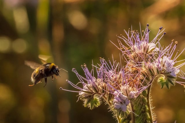 A field of Phacelia is a magnet for bees and this is an example of a Bumble Bee about to land and take advantage of the purple flowers of this  crop at Longnewton Mill Farm in the Scottish Borders.
