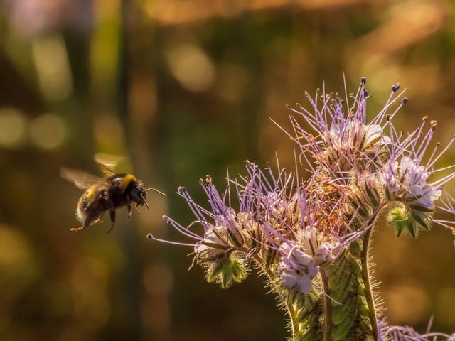 A field of Phacelia is a magnet for bees and this is an example of a Bumble Bee about to land and take advantage of the purple flowers of this crop at Longnewton Mill Farm in the Scottish Borders.