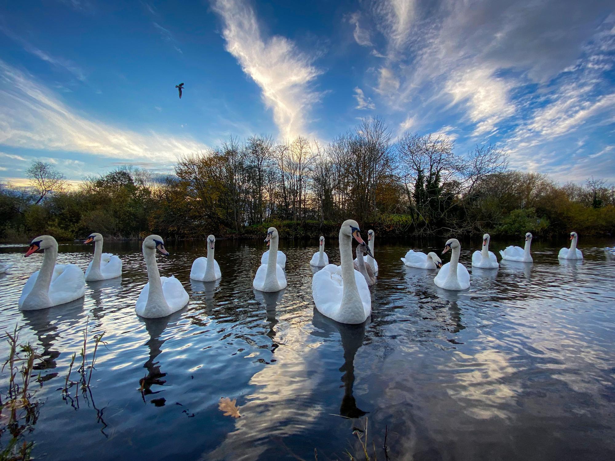 Swans socially distancing at The Cobby, River Tweed at Kelso



Border photographer Stella Lathangie took this picture last week on her i phone.