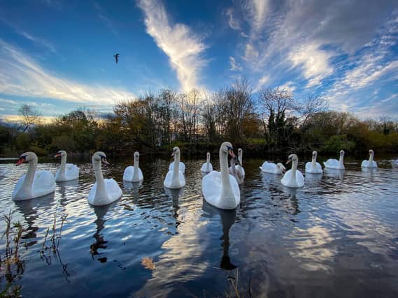 Swans socially distancing at The Cobby, River Tweed at Kelso
Border photographer Stella Lathangie took this picture last week on her i phone.