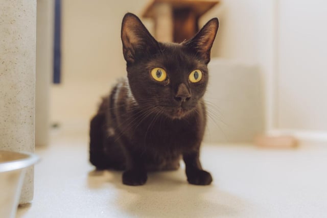 One year old Jasmine is as rambunctious as they come - she's full of energy and life. She'd rather not live with any other pets, but she loves people and will happily get along with kids.
