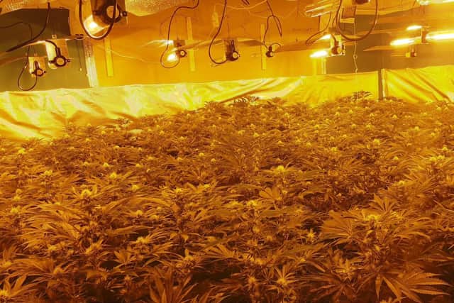 Police officers found 250 plants growing in a cannabis factory in Firth Park, Sheffield