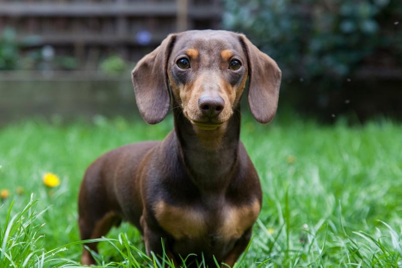 Miniature smooth haired dachshunds were the fifth most popular breed - as they were in four other regions of the UK.