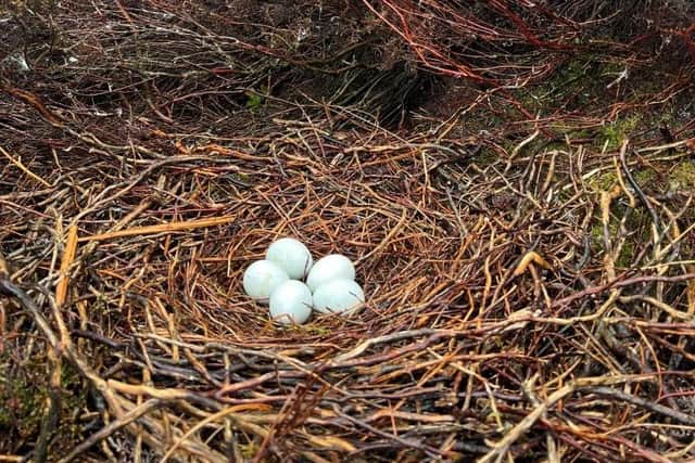 One of the abandoned nests with five eggs on National Trust land. Credit: Peak District Raptor Monitoring Group