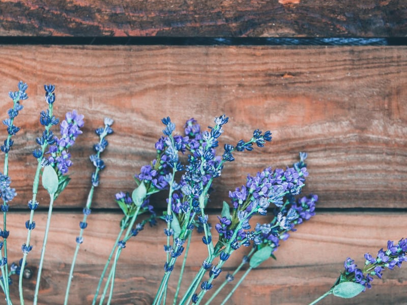 Lavender makes a great gift for a Gemini as its relaxing qualities balance out their social and energetic traits.