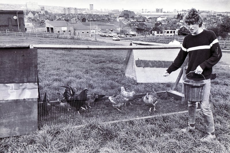 Feeding the chickens at Heeley City Farm in 1983, only two years after the farm was started