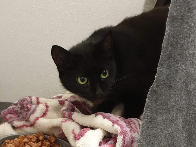 Magic is an older girl who needs an understanding home to give her the patience she needs to build up trust- once she has it she can be a sweet lady.