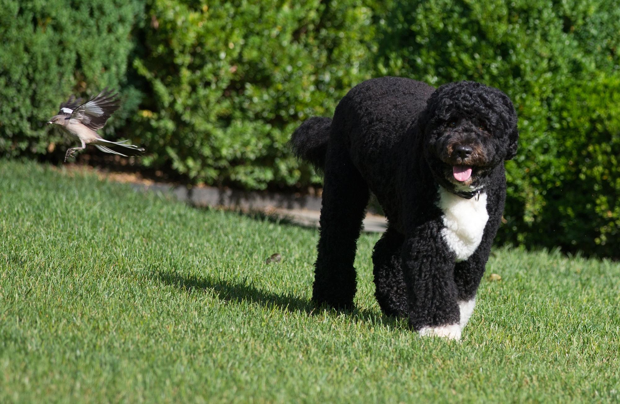 Dog breeds for families who live by the sea. Picture: MANDEL NGAN/AFP/GettyImages