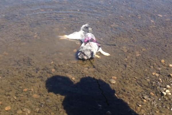 Tracy Thompson says: "My little puppy cooling down in Manvers Lake during lockdown 2020."