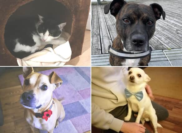 We take a look at some of the cutest pets that have been adopted in Falkirk over lockdown.