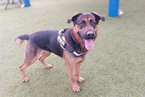 Handsome Dexter is the happiest when he is around people getting plenty of attention, so he would be best suited to a family that can spend a lot of time with him. He loves playtime with his ball and already knows a few basic commands.