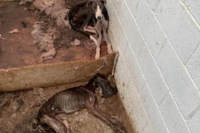 Distressing photos show deceased dogs living among emaciated dogs in the kennel. Photo: RSPCA