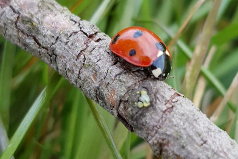Leanne shared a lovely picture of a ladybird on a branch.