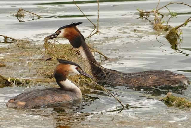 Great crested grebes taken at Lakeside