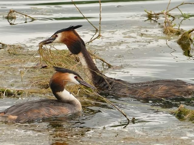 Great crested grebes taken at Lakeside