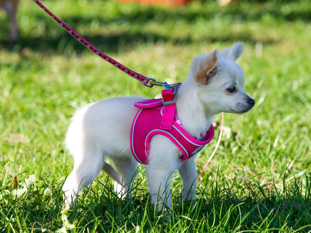 The smallest dog of the competition - how cute!