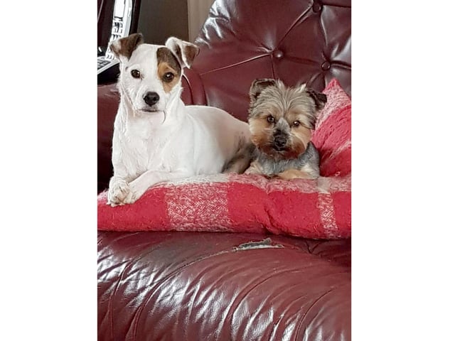 Betty Daniels' dogs, Skitter and Susie, look gruff as they huddle up during lockdown.