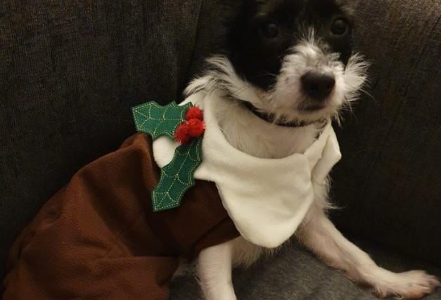 All dressed up for Christmas in this photo submitted by Dorothy Draper.