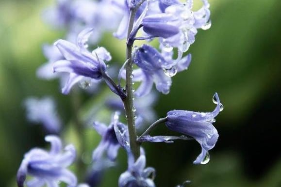 Spring showers on a bluebell from @isobelwalkerphotography