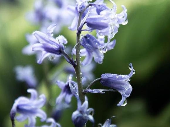 Spring showers on a bluebell from @isobelwalkerphotography