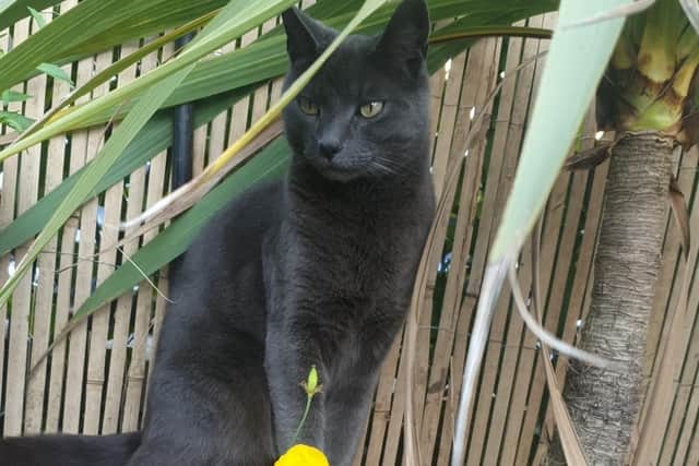 Pierre, a pedigree Russian Blue short haired cat, was 4 when he died.