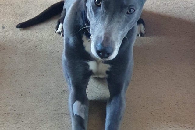 Casper is roughly six year old and is a lurcher cross. He could possibly live with another calm dog, but no cats and no children. He loves fuss and attention and zoomies. Available from WDW