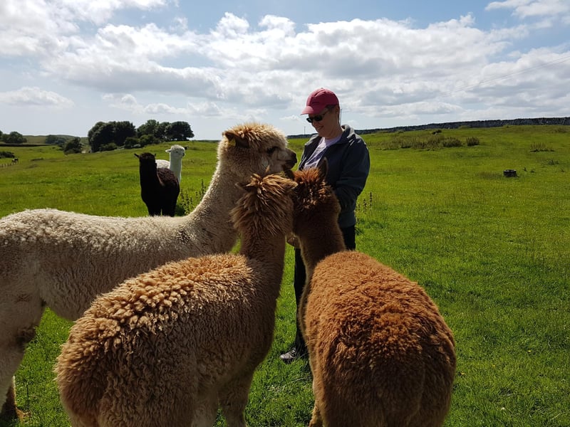 North Coast 500 Alpacas offer treks in Scotland's far north close to the famous road route, on the rugged coast in Sarclet, near Wick. People can choose from a 90-minute experience getting to know and trekking with the alpacas, or opt for an 'Alpacamapicnic', where they can lunch with the animals. They also offer wedding bookings. More at www.northcoast500alpacas.co.uk