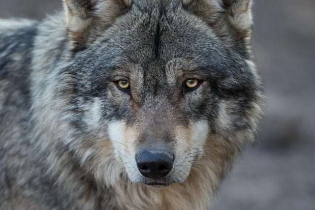 Another animal name, one boy was named Wolf. Wolf is a name that’s more traditionally seen as a surname
