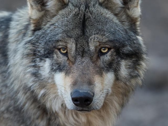 Another animal name, one boy was named Wolf. Wolf is a name that’s more traditionally seen as a surname