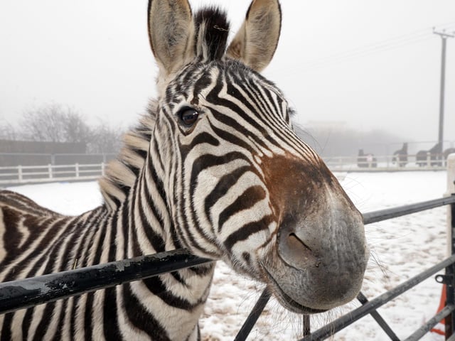 Zippy the Zebra, pictured enjoying the snow.