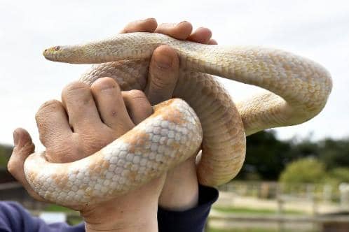 File picture of a corn snake, similar to that which escaped on the train to Sheffield