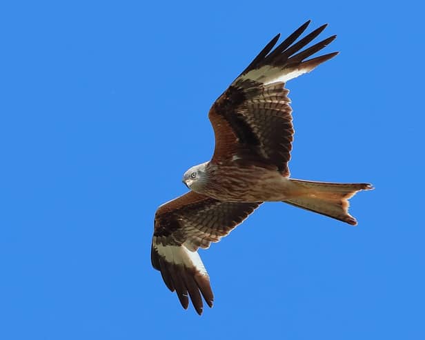 Red kite by Peter Gribbon
