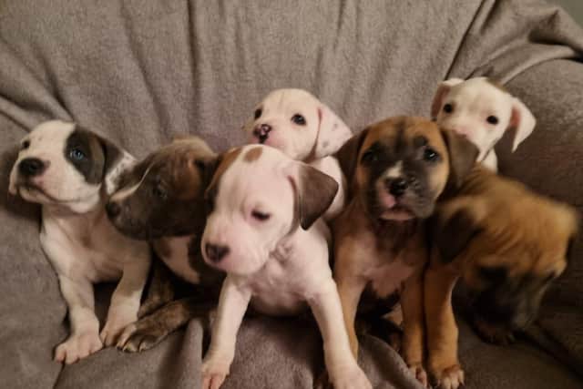 This adorable litter of seven puppies are seeking their forever homes after being rescued by the South Yorkshire-based charity Helping Yorkshire Poundies