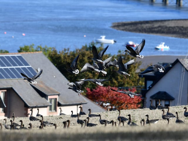 Pink-footed geese gather at Montrose Basin.