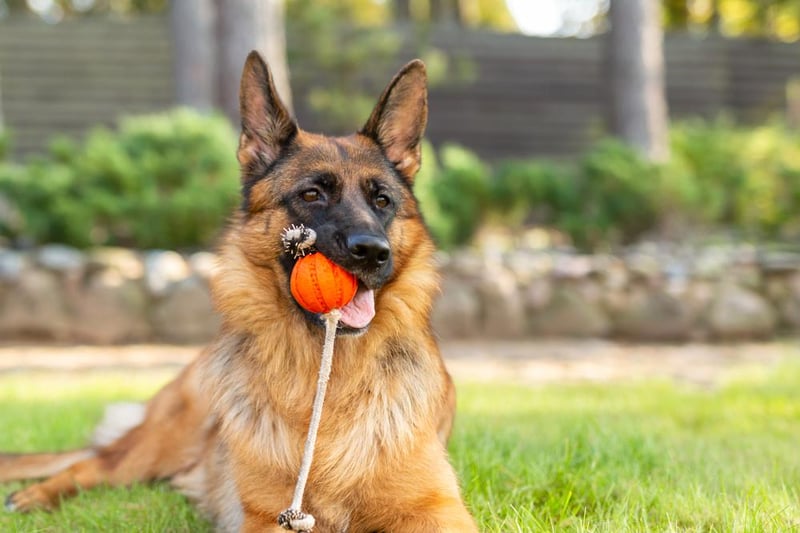 Well known for their service work as police dogs among others, German Shepherds are also popular pets and the eighth most common option in the North West.
