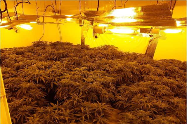 Cannabis factories were found after three homes were raided on the same street in Page Hall