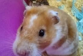 Louis is an adorable six-month to 12 month-old Syrian hamster who is currently in the care of the Doncaster, Rotherham and District branch of the RSPCA and is looking for his fur-ever home.
