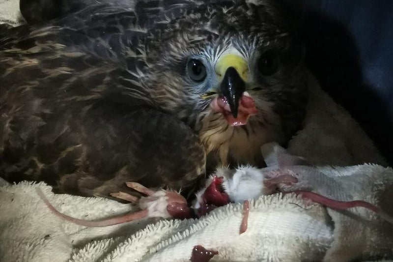 Sad decisions sometimes have to be made at the rescue centre when an injured, paralysed Buzzard had to be put to sleep.