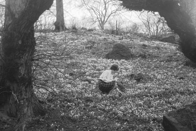 A woman picks snowdrops on Mons Hill, in Dalmeny Park, in March 1966.