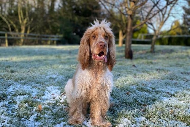 Billy enjoying the winter weather. Shared by Liv Dunhill.