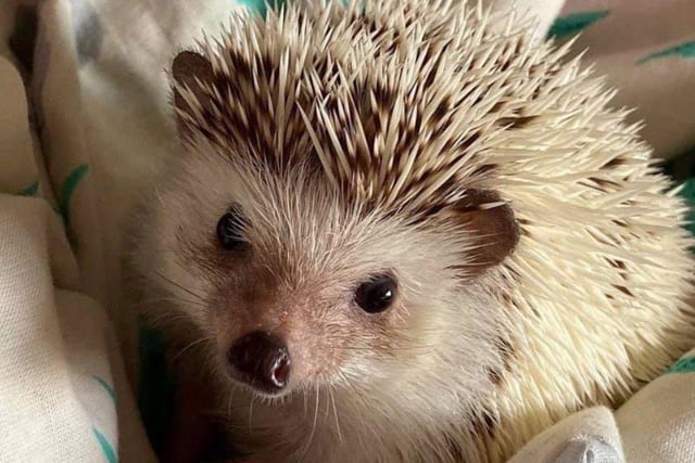 Peppa the African pygmy hedgehog, aged two.