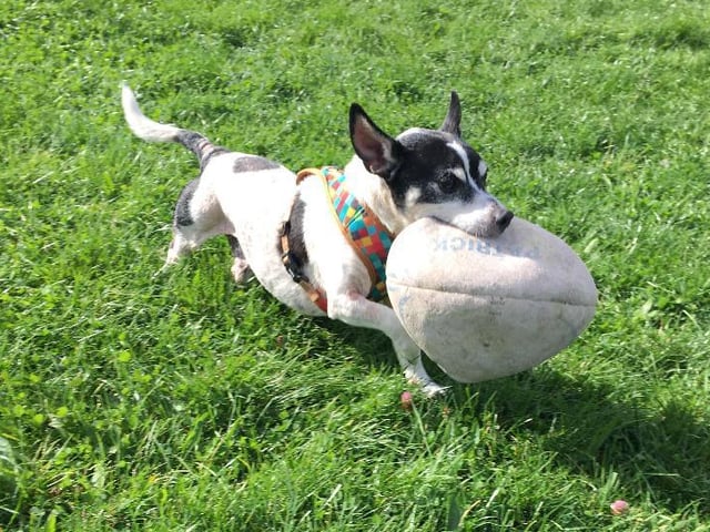 Meet Corby. A very chilled out gent that also loves to spend a lot of his time playing. The black and white seven-year-old Jack Russell Terrier previously had a rough time with fleas, which had made his skin sore. But he is re-couperating and now needs a big family to have lots of fun, laughter and cuddles with.  They need to be patient with him whilst his skin heals and fur grows back. Having a family could be what he needs to help him heal. He could live children, other dogs, even cats. Rugby fans would be good, as his favourite toy is his rugby ball!
See:https://www.rspca.org.uk/findapet/details/-/Animal/CORBY/ref/BSA2106436/rehome
