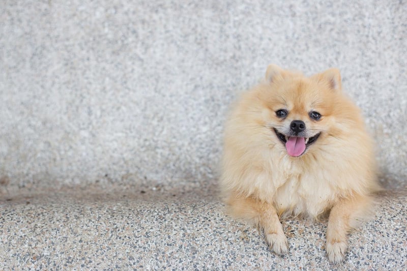Pomeranian dogs are different from usual service dogs, though they are known to be great service dogs. While they are often not chosen for this purpose due to size, they do have some special talents.