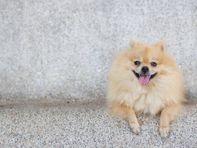 Pomeranian dogs are different from usual service dogs, though they are known to be great service dogs. While they are often not chosen for this purpose due to size, they do have some special talents.