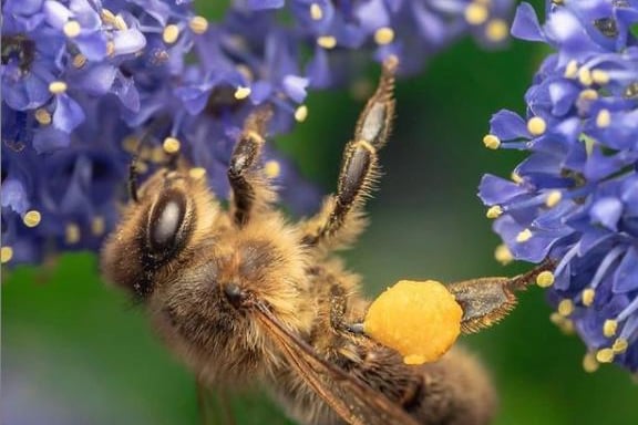You can see the pollen on this bee's legs. From @theskysthelimit.photography