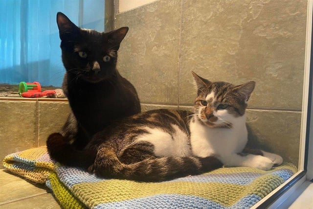 Nova and Phil are an affectionate pair who can be a little timid at first meeting. They are a bonded pair so would need to be rehomed together.