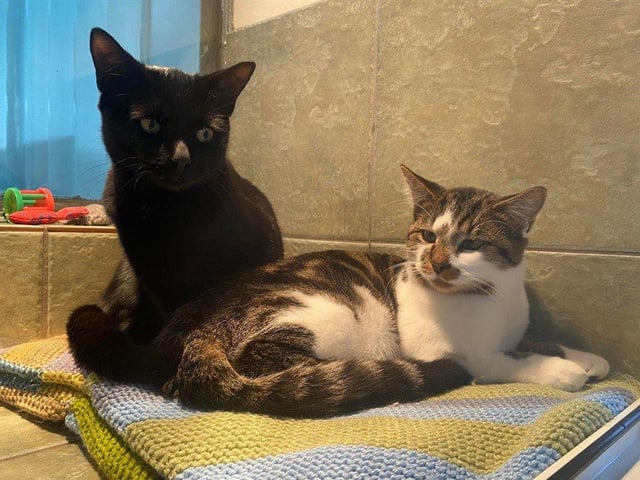 Nova and Phil are an affectionate pair who can be a little timid at first meeting. They are a bonded pair so would need to be rehomed together.