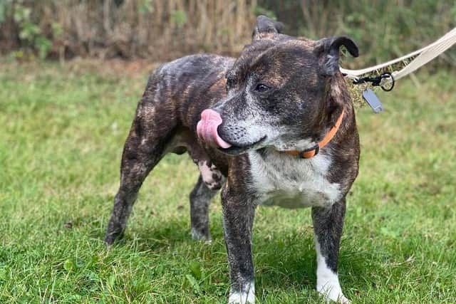 Bailey is a 10 year-old  Staffordshire bull terrier who had a bad skin condition when he came into RSPCA care. This is being managed with special baths, which would need to be continue. should he be adopted.