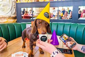 Pup Up Cafe's event at Revolucion de Cuba will bring together dozens of dogs with a one-off Hawaiian-themed day event.